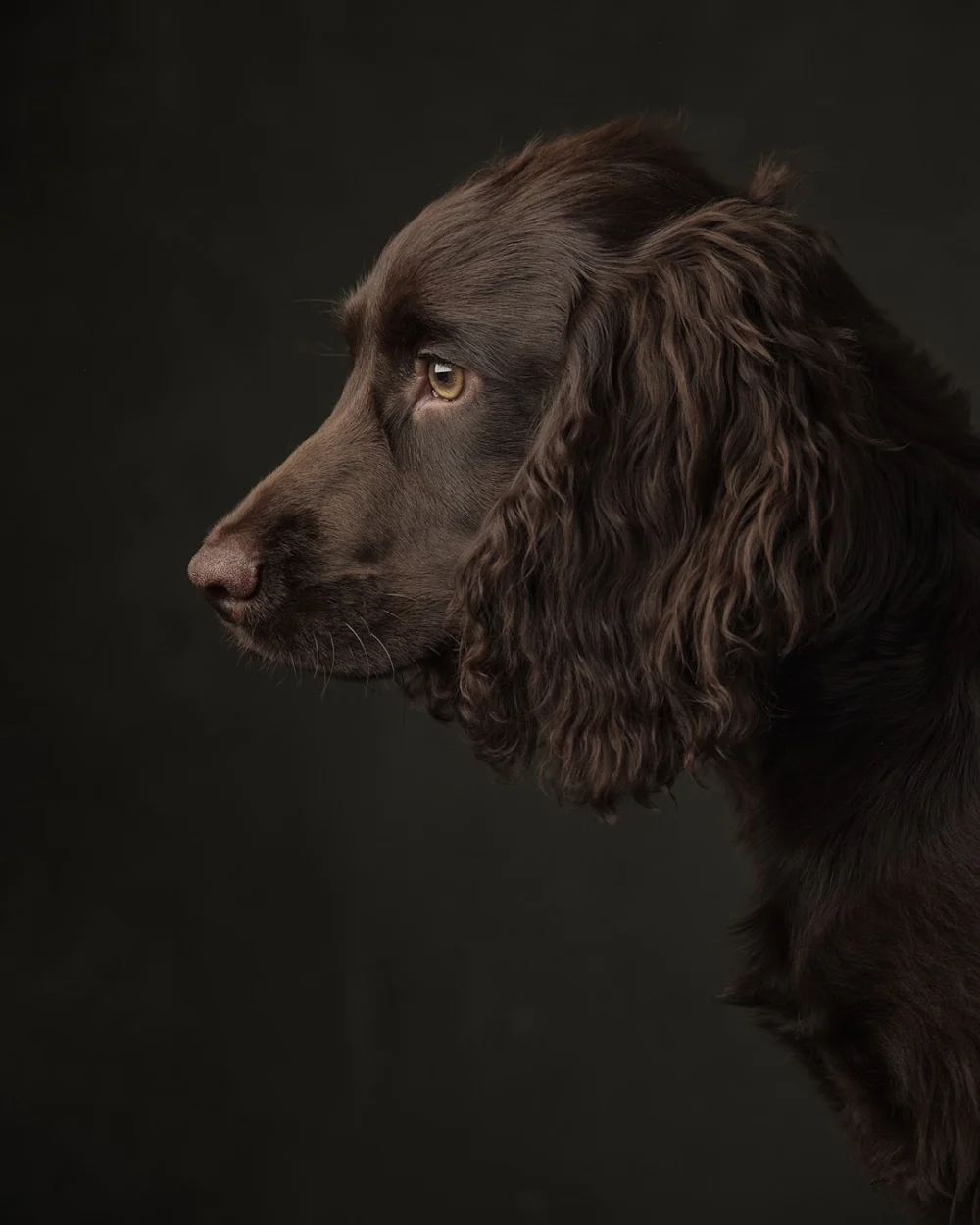 Christina Lauder Portraits