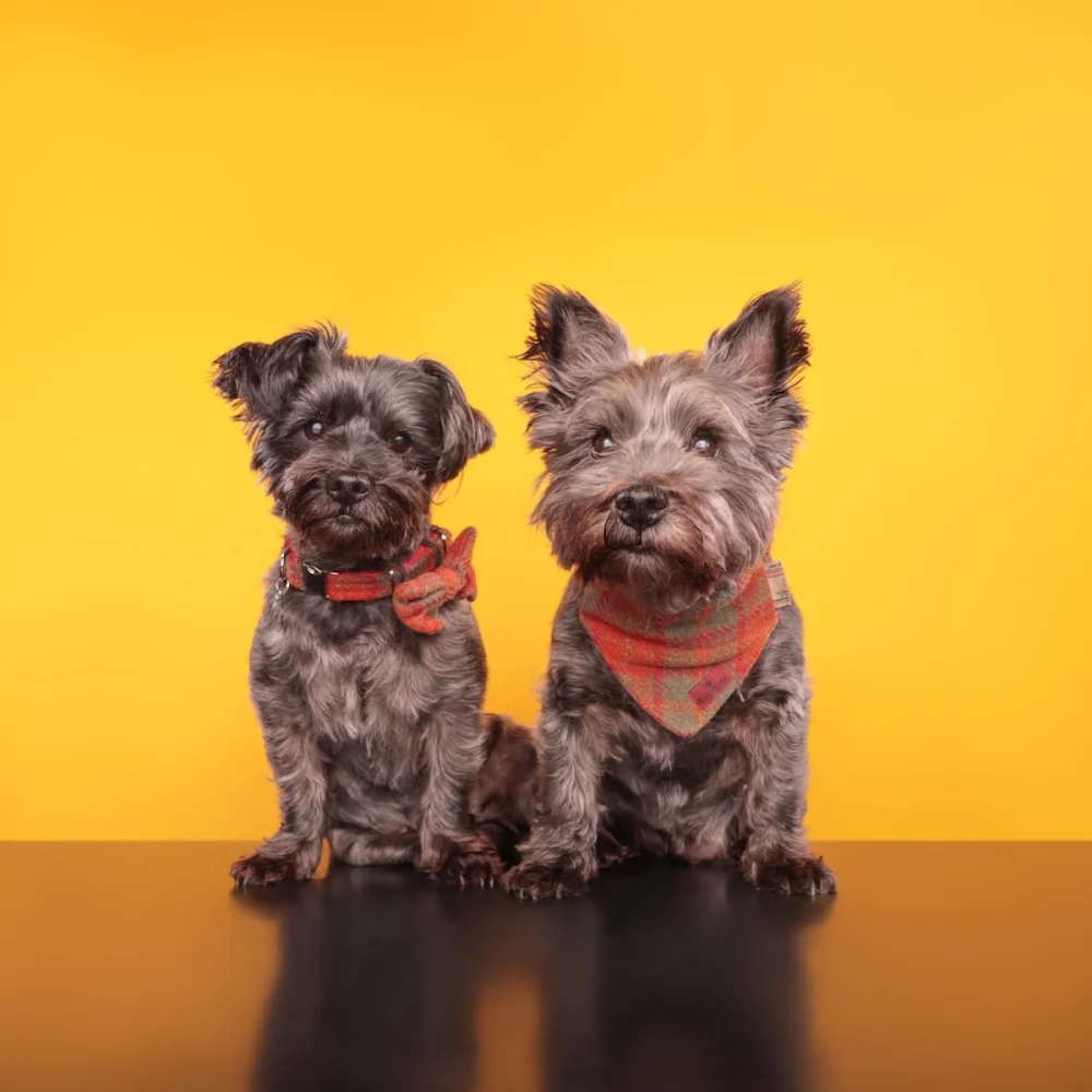 Classy Dog Studios Glasgow