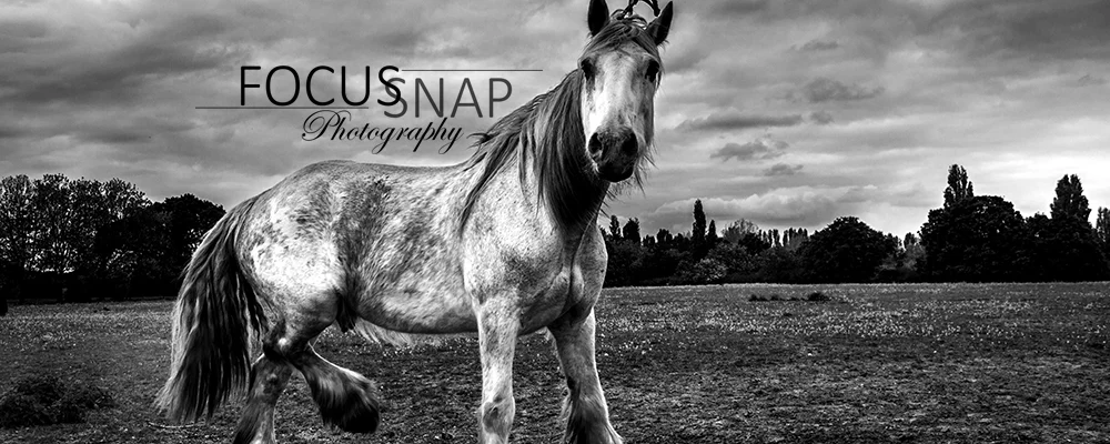 Focussnap
