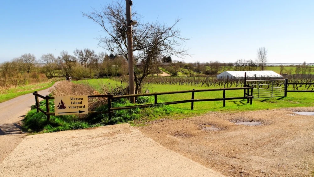 Mersea Island Vineyard
