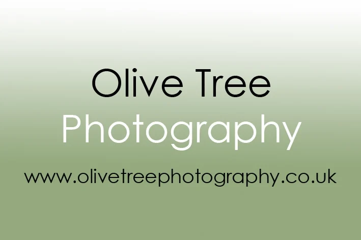 Olive Tree Photography