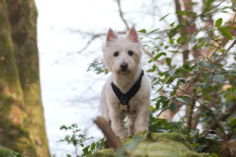 Pawsome Pictures Dog Photography