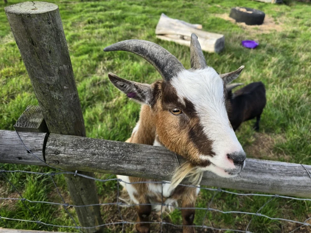 Treganhoe Farm